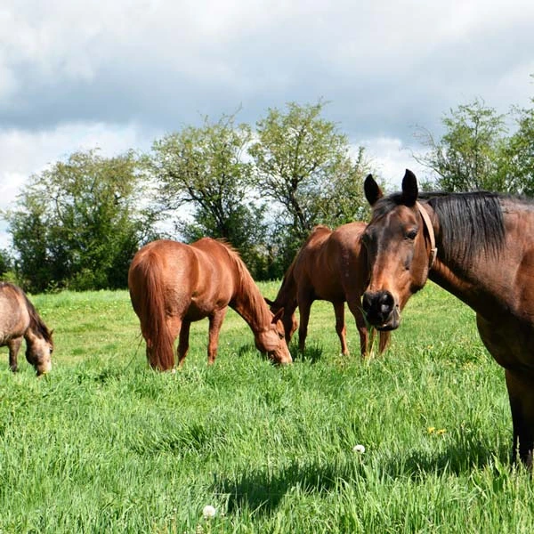 Pension pour chevaux à Saint-Genès-Champanelle, Puy-de-Dôme